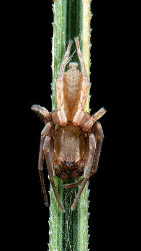 Leafcurling Sac Spiders