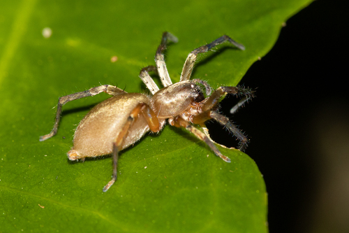 Leafcurling Sac Spiders