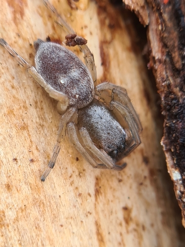 Leafcurling Sac Spiders