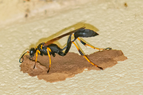 Yellow-legged Mud-dauber Wasp