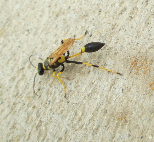 Yellow-legged Mud-dauber Wasp