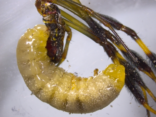 Yellow-legged Mud-dauber Wasp