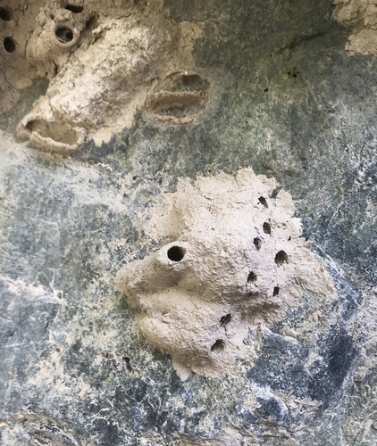 Yellow-legged Mud-dauber Wasp