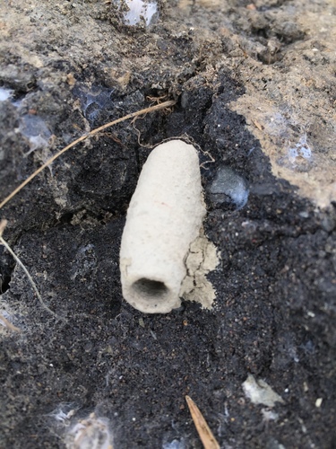 Yellow-legged Mud-dauber Wasp