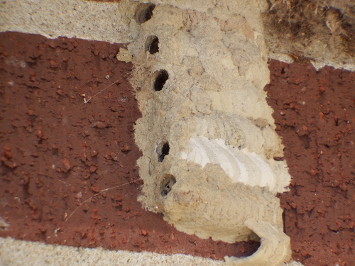 Yellow-legged Mud-dauber Wasp