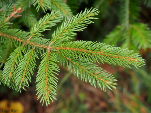 red spruce