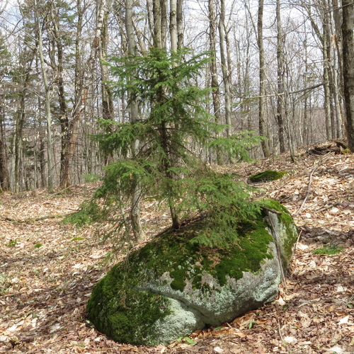 red spruce
