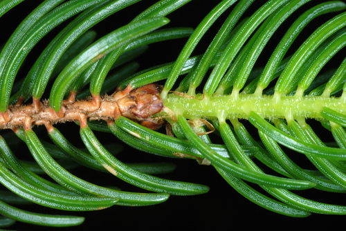 red spruce