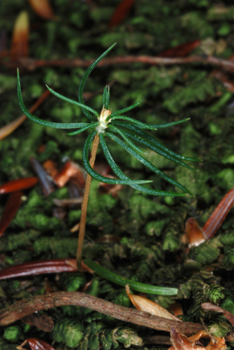 red spruce