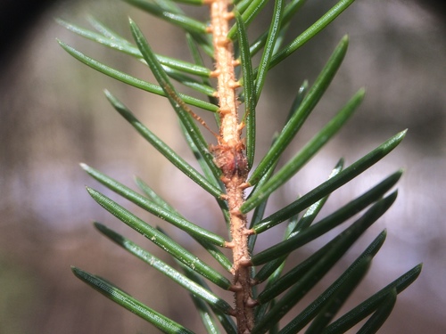 red spruce