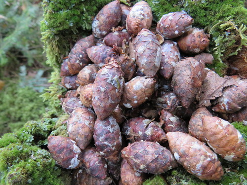 red spruce
