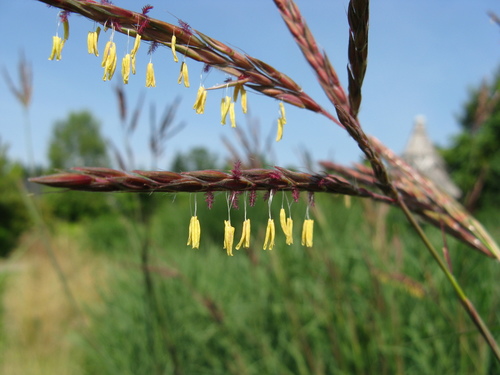 big bluestem