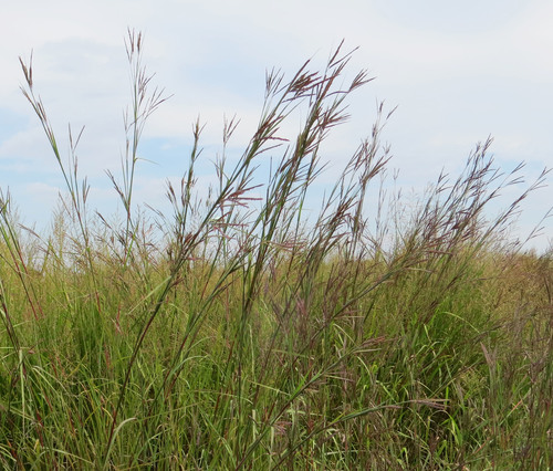big bluestem