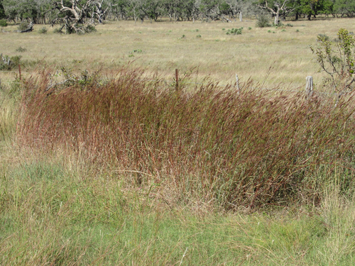 big bluestem