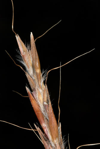 big bluestem