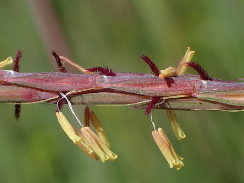 big bluestem