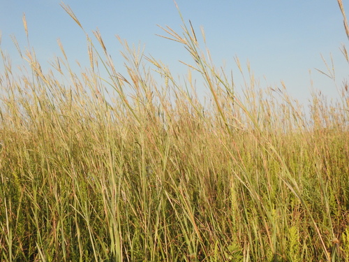 big bluestem