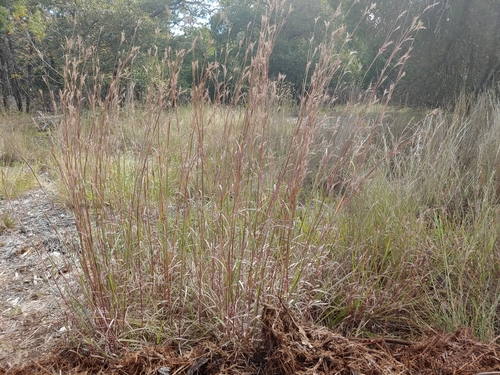big bluestem