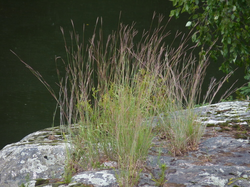 big bluestem