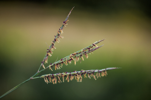 big bluestem