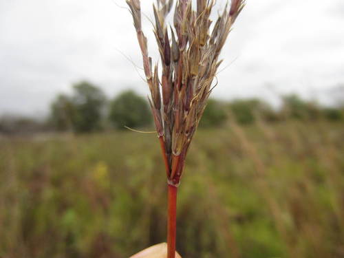 big bluestem