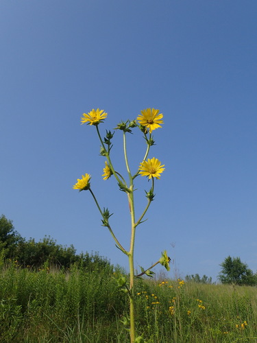 compass plant
