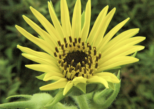 compass plant