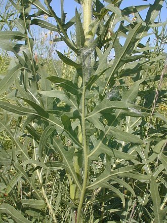 compass plant