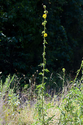 compass plant