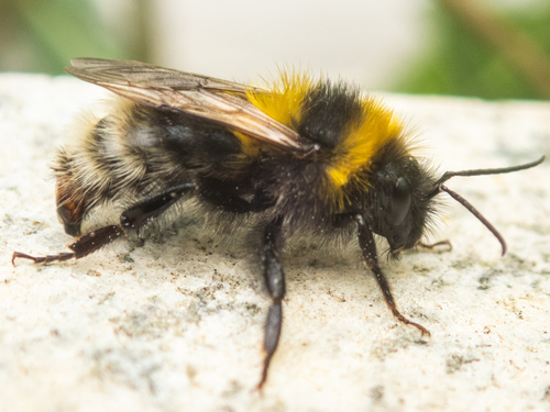 Garden Bumble Bee
