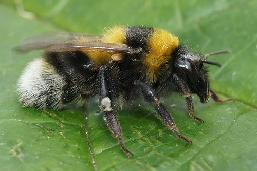 Garden Bumble Bee