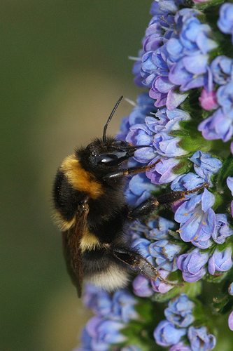 Garden Bumble Bee