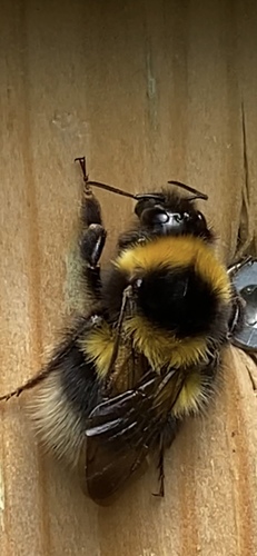 Garden Bumble Bee