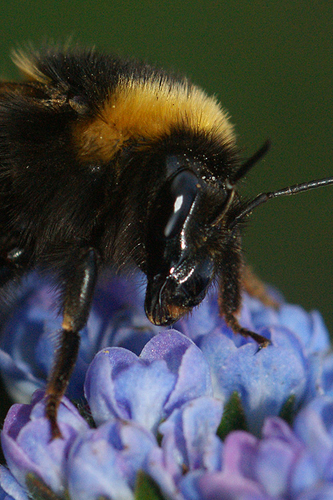 Garden Bumble Bee