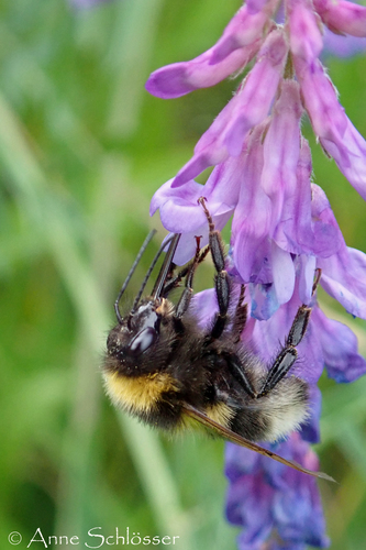 Garden Bumble Bee