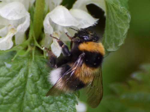 Garden Bumble Bee