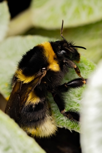 Garden Bumble Bee