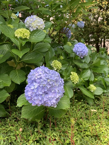 mophead hydrangea
