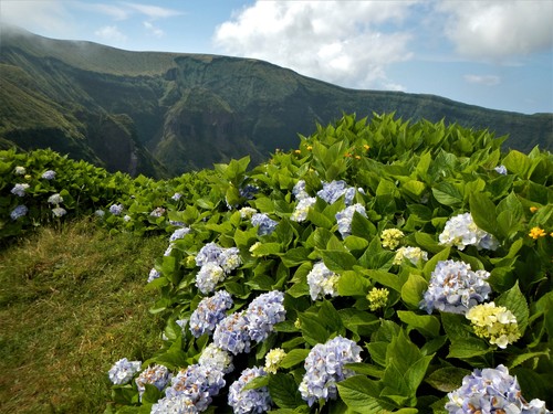 mophead hydrangea
