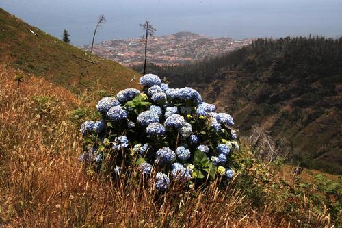 mophead hydrangea