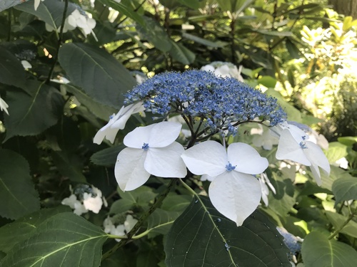 mophead hydrangea