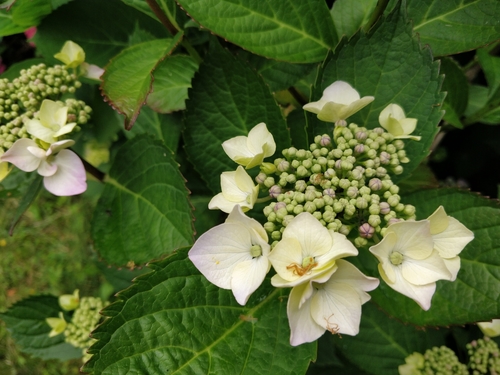 mophead hydrangea