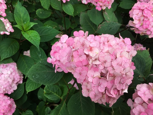 mophead hydrangea