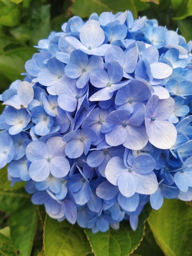 mophead hydrangea