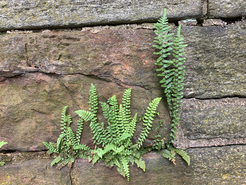 ebony spleenwort