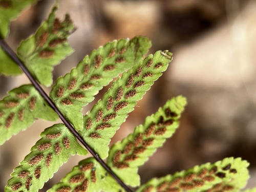 ebony spleenwort