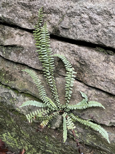 ebony spleenwort