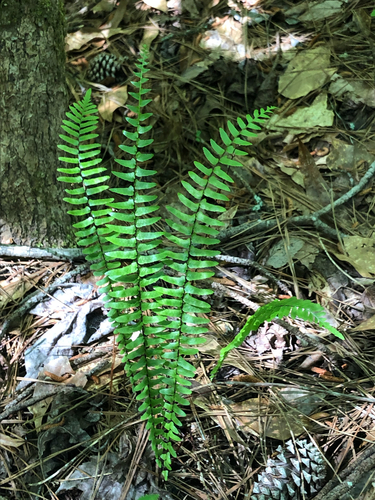 ebony spleenwort