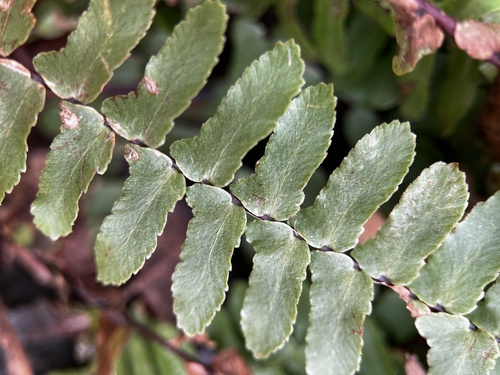 ebony spleenwort