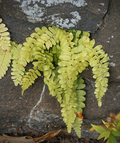 ebony spleenwort